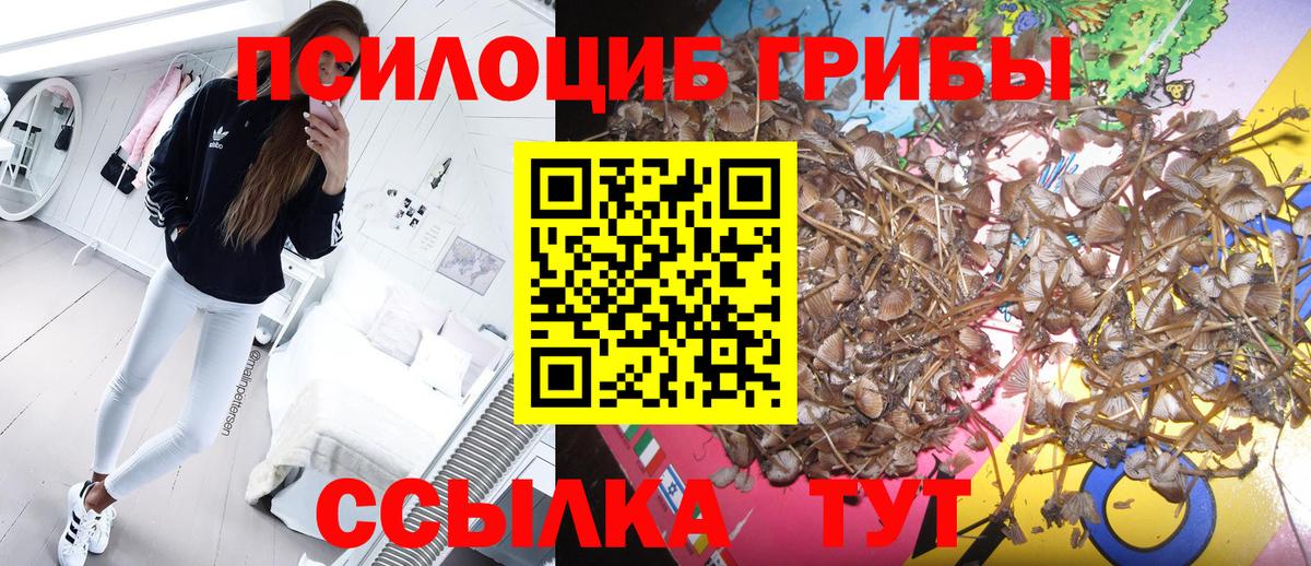 Псилоцибиновые грибы Cubensis Тамбов